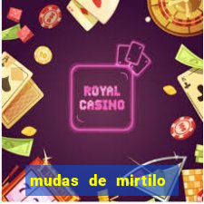 mudas de mirtilo em porto alegre